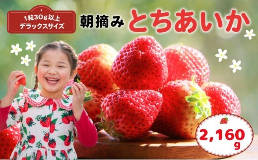 【先行予約】那珂川町産とちあいか 270g×4P×2 | 2025年 2026年 先行予約 苺 イチゴ 大粒 甘い 贈答用 数量限定 果物 フルーツデザート 人気 贅沢 たっぷり 大容量 朝採れ当日発送 栃木県 那珂