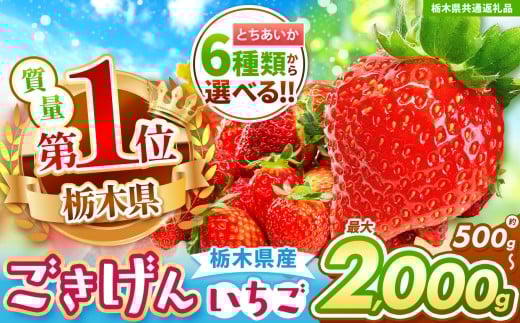 【栃木県共通返礼品】【先行予約】ぎっしりとちあいか 500g | 果物 くだもの フルーツ 野菜 やさい ヤサイ 苺 イチゴ いちご とちあいか 新鮮 甘い 数量 限定 美味しい 果物 共通返礼品 フル