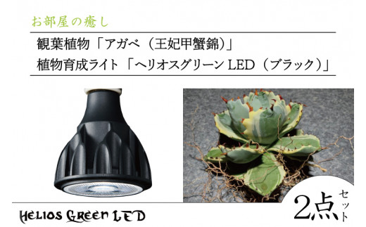 BN030@̖@ϗtAuAKxi܍bIсjvƐA琬CguwIXO[LEDiubNjv2_Zbgʌts50000diƓd