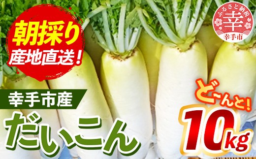 【きあり農園】幸手市産 大根 10kg - 朝採れ ダイコン だいこん 産地直送 野菜 ベジタブル 美味しい おいしい 冬野菜 煮物 鍋 おでん おすすめ  埼玉県 幸手市埼玉県幸手市5000野菜・きのこ大