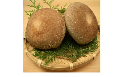 極峯椎茸(きょくほうしいたけ)〜小さな里の大きなきのこ〜【1538089】埼玉県小鹿野町10000野菜・きのこきのこ