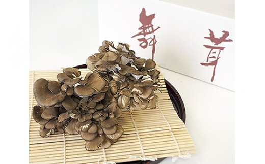 【定期便】まいたけ 12株【隔月×6回お届け】【0060】埼玉県杉戸町50000野菜・きのこきのこ