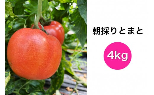 ̂Ƃ܂ 4kgbVN Y _  g}g    [0204]ʌ˒14000؁Êg}g