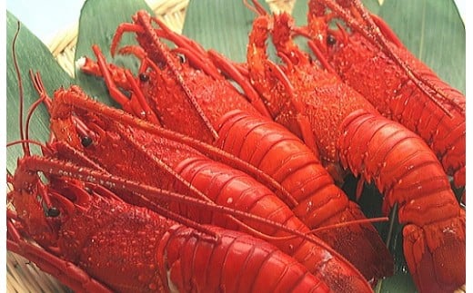 H107 ボイル伊勢海老C千葉県御宿町70000魚介・海産物エビ