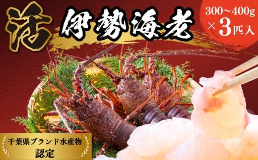 D121 活伊勢えび1.1kg(300〜400g×3匹入)千葉県御宿町33000魚介・海産物エビ