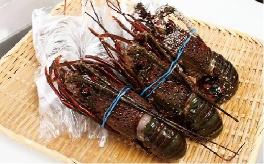D127 冷凍生伊勢えびA千葉県御宿町33000魚介・海産物エビ