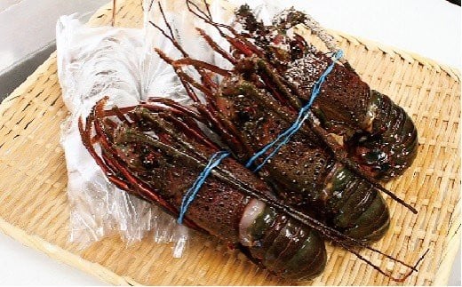 G111 冷凍生伊勢えびB千葉県御宿町66000魚介・海産物エビ