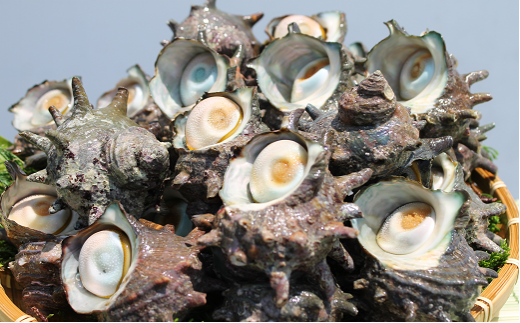 B202 活砂出しさざえ 1650g(150〜180g)×10個千葉県御宿町13000魚介・海産物貝類
