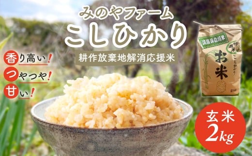 令和7年産新米 こしひかり 2kg(玄米) みのやファームの耕作放棄地解消応援米 【 コシヒカリ こしひかり おいしい お米 米 こめ 自然栽培 贈り物 ギフト 千葉県 御宿町 人気 おすすめ ラ