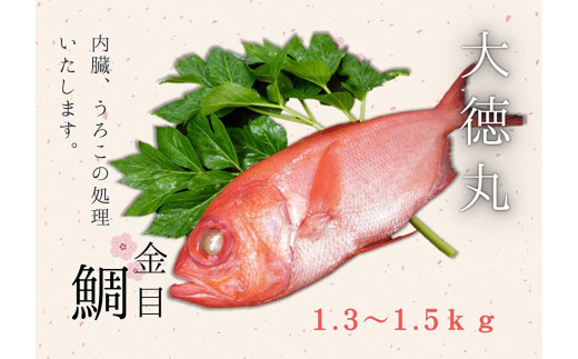 脂たっぷり!【三崎水揚げ】金目鯛 M026-004-01神奈川県三浦市19000魚介・海産物鮮魚