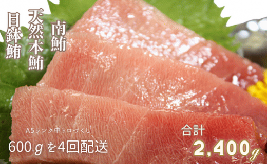 【全4回定期便】中トロづくし A5ランク<600gを4回配送> M005-T03神奈川県三浦市300000魚介・海産物鮮魚