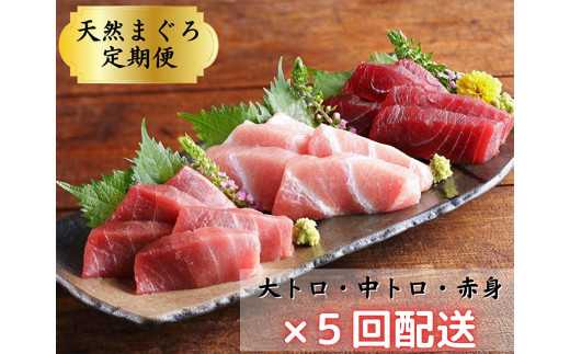 【全5回定期便】天然!三崎まぐろ大トロ・中トロ・赤身 お刺身 M005-T02神奈川県三浦市114000魚介・海産物鮮魚