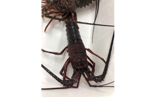 新鮮!天然活伊勢海老!(2匹) M030-014-01神奈川県三浦市38000魚介・海産物エビ