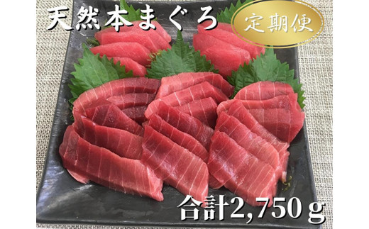 【全5回定期便】天然!本鮪中とろ・赤身 お刺身 M005-T04神奈川県三浦市208000魚介・海産物鮮魚