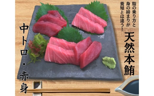 本物の味をお届け!厳選!天然本鮪 中トロ・赤身セット M005-021神奈川県三浦市33000魚介・海産物鮮魚