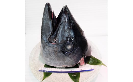 まぐろカブト M006-011神奈川県三浦市21000魚介・海産物鮮魚