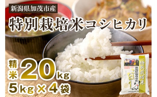 【令和7年産新米先行予約】新潟県加茂市産 特別栽培米コシヒカリ 精米20kg(5kg×4) 《10月中旬から順次出荷》 白米 従来品種コシヒカリ 加茂有機米生産組合新潟県加茂市72000米・パン白米