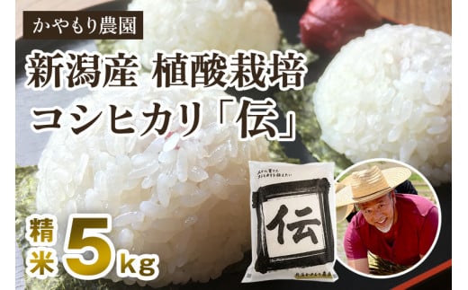 【令和7年産新米】新潟産コシヒカリ「伝」白米真空パック 精米5kg 《9月下旬〜順次出荷》 南麻布の高級料亭で提供される極上米 かやもり農園新潟県加茂市23000米・パン白米
