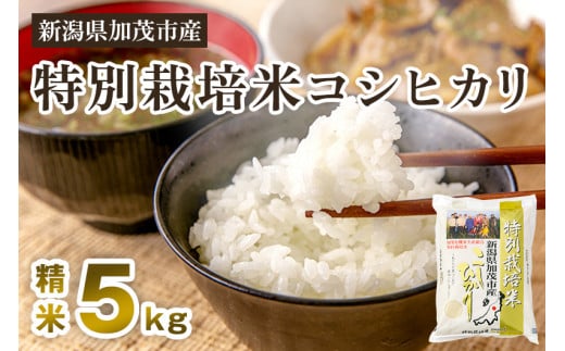 【令和7年産新米先行予約】新潟県加茂市産 特別栽培米コシヒカリ 精米5kg 《10月中旬から順次出荷》 白米 従来品種コシヒカリ 加茂有機米生産組合新潟県加茂市18000米・パン白米