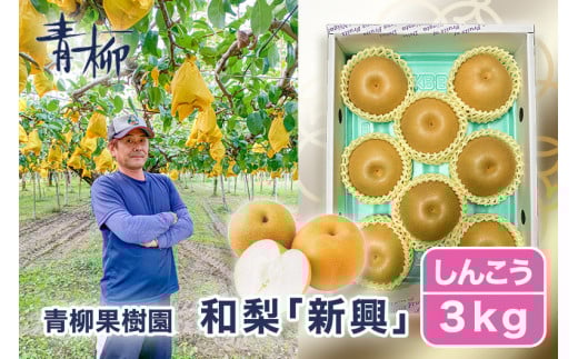 【2025年先行予約】青柳果樹園の和梨 新興 3kg (4〜6玉)《11月上旬から出荷》しんこう フルーツギフト 加茂市 青柳果樹園新潟県加茂市8000果物・フルーツりんご・梨