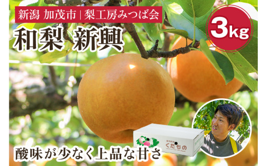 【2025年先行予約】新潟県産 和梨 新興 3kg(5〜7玉) 《10月下旬以降発送》しんこう 果物 フルーツギフト 秋の味覚 加茂市 梨工房みつば会新潟県加茂市9000果物・フルーツりんご・梨