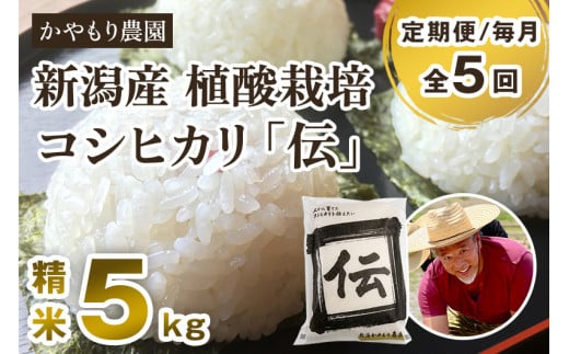 【令和7年産新米】【定期便5ヶ月毎月お届け】新潟産コシヒカリ「伝」白米真空パック 精米5kg 《9月下旬〜順次出荷》 南麻布の高級料亭で提供される極上米 かやもり農園 定期便新潟県加茂