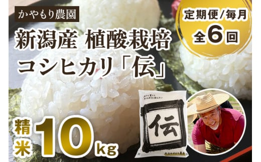 【令和7年産新米】【定期便6ヶ月毎月お届け】新潟産コシヒカリ「伝」白米真空パック 精米10kg(5kg×2)《9月下旬〜順次出荷》 南麻布の高級料亭で提供される極上米 かやもり農園 定期便新
