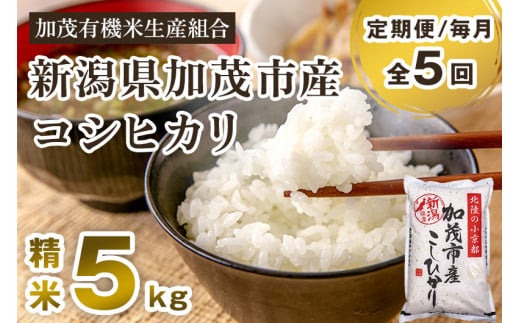 【令和7年産新米先行予約】【定期便5ヶ月毎月お届け】新潟県加茂市産コシヒカリ 精米5kg《10月中旬から順次出荷》白米 加茂有機米生産組合 定期便新潟県加茂市80000米・パン白米