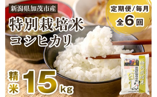 【令和7年産新米先行予約】【定期便6ヶ月毎月お届け】特別栽培米 コシヒカリ 精米 15kg(5kg×3)《10月中旬から順次出荷》  白米 従来品種コシヒカリ 加茂有機米生産組合 新潟県 加茂市産 米