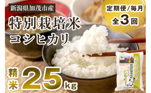 【令和7年産新米先行予約】【定期便3回毎月お届け】特別栽培米 コシヒカリ 精米 25kg(5kg×5) 《10月中旬から順次出荷》 白米 従来品種コシヒカリ 加茂有機米生産組合 新潟県 加茂市産 白米