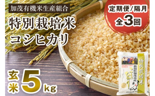 【令和6年産米】【定期便3回隔月お届け】特別栽培米 コシヒカリ 玄米 5kg 従来品種 従来コシヒカリ お米 米 加茂有機米生産組合 新潟県 加茂市産 定期便新潟県加茂市70000米・パン玄米・雑穀