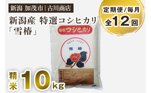 【令和7年産新米】【定期便12ヶ月毎月お届け】特選コシヒカリ「雪椿」精米 10kg 《順次発送》 白米 お米 米 加茂市 お米の専門店 古川商店 新潟県産 定期便新潟県加茂市400000米・パン白米