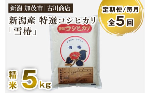 【定期便5ヶ月毎月お届け】【令和7年産新米】新潟県産 特選コシヒカリ「雪椿」精米 5kg 《順次出荷》 白米 お米 米 加茂市 お米の専門店 古川商店 定期便新潟県加茂市84000米・パン白米