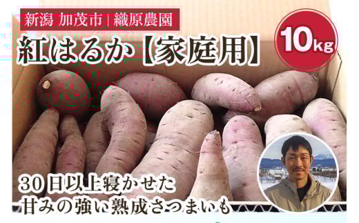 【2025年先行予約】新潟県 加茂市産 紅はるか 【家庭用】 10kg 《11月上旬〜順次発送》 人気 さつまいも 訳あり 家庭用 さつまいも 熟成 さつまいも しっとり甘みの強い ねっとりとした食感