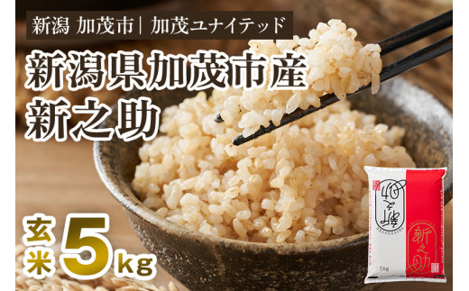 【令和7年産新米先行予約】新潟県産 新之助 玄米5kg 《5kg×1袋》《10月上旬から順次発送》 新潟 ブランド米 加茂市 加茂ユナイテッド新潟県加茂市17000米・パン玄米・雑穀米・もち米・餅