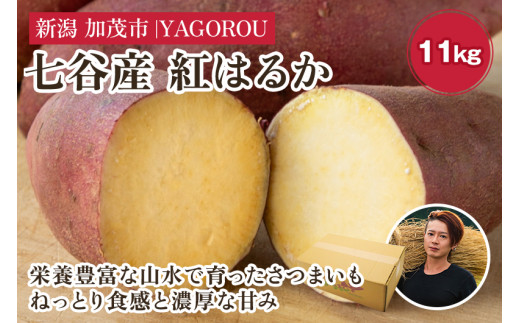 【新潟県加茂市七谷産】紅はるか 11kg(M〜LLサイズ)さつまいも《11月中旬〜順次発送》人気品種 ねっとり食感と濃厚な甘み 低温熟成  スイートポテトや大学芋、焼き芋に 加茂市 YAGOROU ヤゴ