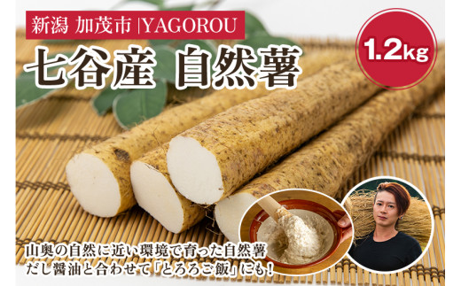【新潟県加茂市七谷産】自然薯 1.2kg 《11月中旬〜順次発送》じねんじょ 山芋 とろろかけご飯 豊かな山水で育った自然薯 加茂市 YAGOROU ヤゴロウ新潟県加茂市10000野菜・きのこ大根・ニンジン