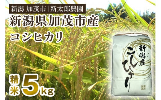 【令和7年産新米】新潟産コシヒカリ 精米 5kg(5kg×1袋)《順次発送》 コシヒカリ 新潟産 米  お米 白米 有機肥料で育ったこだわり米 加茂市 新太郎農園新潟県加茂市16000米・パン白米