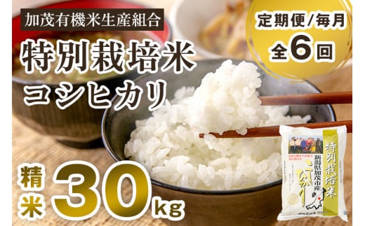 【令和7年産新米先行予約】【定期便6ヶ月毎月お届け】新潟県加茂市産 特別栽培米コシヒカリ 精米30kg(5kg×6)《10月中旬から順次出荷》 白米 従来品種コシヒカリ 加茂有機米生産組合新潟