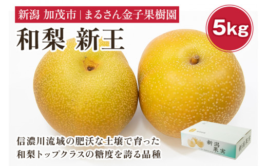 【2024年】【贈答用】和梨 新王 5kg(9〜14玉)《9月中旬から順次発送》 果物 なし 梨 フルーツ 新鮮 産地 加茂市 まるさん金子果樹園新潟県加茂市14000果物・フルーツりんご・梨