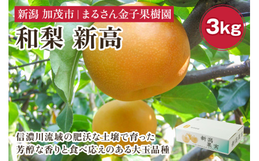 【2024年】【贈答用】和梨 新高 3kg(5〜8玉)《9月下旬から順次発送》 果物 なし 梨 フルーツ 新鮮 産地 加茂市 まるさん金子果樹園新潟県加茂市9000果物・フルーツりんご・梨