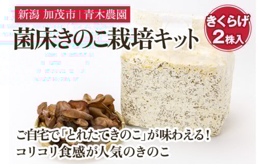 菌床きのこ栽培キット きくらげ 2株入り《6月上旬から順次発送》栽培キット 自家栽培 きのこ きくらげ 木耳 栽培 初心者でも簡単 自宅 菌床 加茂市 青木農園新潟県加茂市12000野菜・きのこ