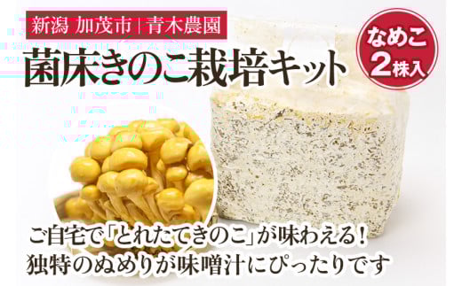 【2025年先行予約】菌床きのこ栽培キット なめこ 2株入り《10月上旬から順次発送》栽培キット 自家栽培 きのこ なめこ 栽培 初心者でも簡単 自宅 菌床 加茂市 青木農園新潟県加茂市12000野菜