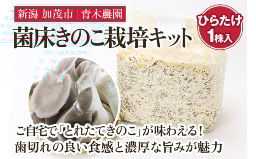 【2025年先行予約】菌床きのこ栽培キット ひらたけ 1株入り《10月上旬から順次発送》栽培キット 自家栽培 きのこ ひらたけ 栽培 初心者でも簡単 自宅 菌床 加茂市 青木農園新潟県加茂市6000