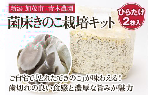【2025年先行予約】菌床きのこ栽培キット ひらたけ 2株入り《10月上旬から順次発送》栽培キット 自家栽培 きのこ ひらたけ 栽培 初心者でも簡単 自宅 菌床 加茂市 青木農園新潟県加茂市12000