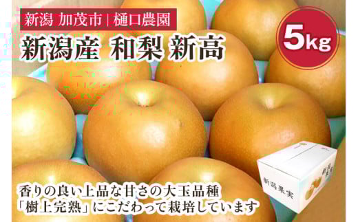 【2025年先行予約】和梨 新高 5kg(6〜9玉)《10月上旬から順次発送》 果物 なし にいたか 梨 フルーツ 新鮮 ジューシー 産地 加茂市 樋口農園新潟県加茂市15000果物・フルーツりんご・梨
