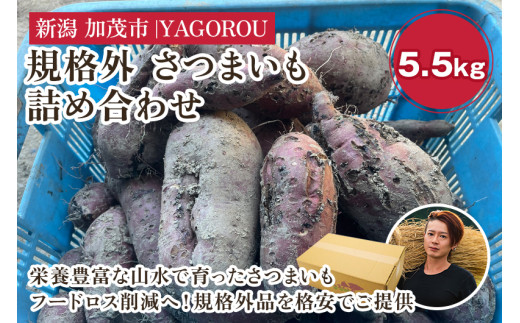 【新潟県加茂市七谷産】訳あり さつまいも詰め合わせ 5.5kg 規格外 フードロス SDGs 人気品種 食べ比べ 紅はるか 紅あずま 焼き芋 蒸し芋 スイートポテト スイーツにも 加茂市 YAGOROU ヤゴロウ