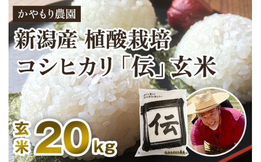 【令和7年産新米】新潟産コシヒカリ「伝」真空パック 玄米20kg(5kg×4)《9月下旬〜順次出荷》 南麻布の高級料亭で提供される極上米 かやもり農園新潟県加茂市90000米・パン白米