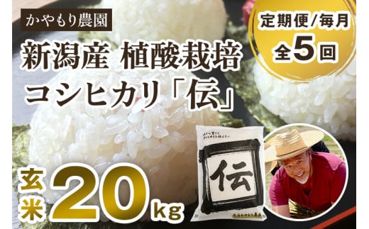 【令和7年産新米】【定期便5ヶ月毎月お届け】新潟産コシヒカリ「伝」真空パック 玄米20kg(5kg×4)《9月下旬〜順次出荷》 南麻布の高級料亭で提供される極上米 かやもり農園新潟県加茂市45