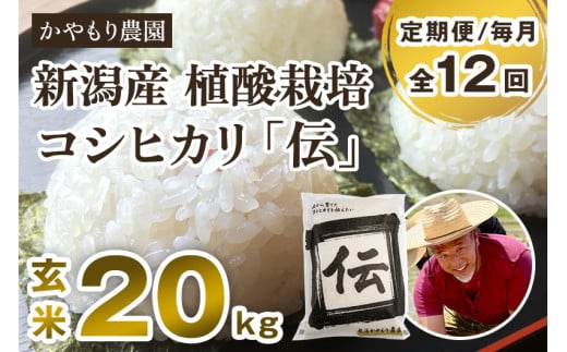 【令和7年産新米】【定期便12ヶ月毎月お届け】新潟産コシヒカリ「伝」真空パック 玄米20kg(5kg×4)《9月下旬〜順次出荷》 南麻布の高級料亭で提供される極上米 かやもり農園新潟県加茂市1